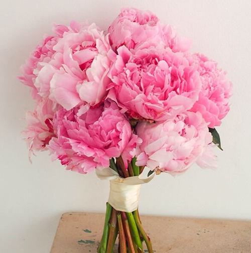 bunga peony