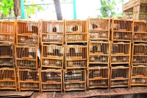 Read more about the article Masih Belum Menemukan Cat Aman untuk Sangkar Burung? Cek Produk Ini