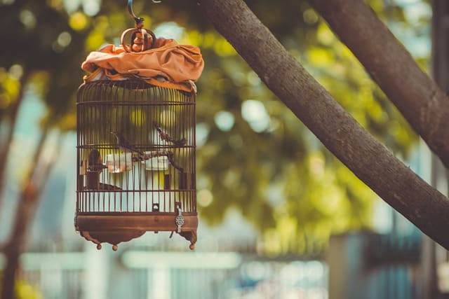 cat sangkar burung yang aman