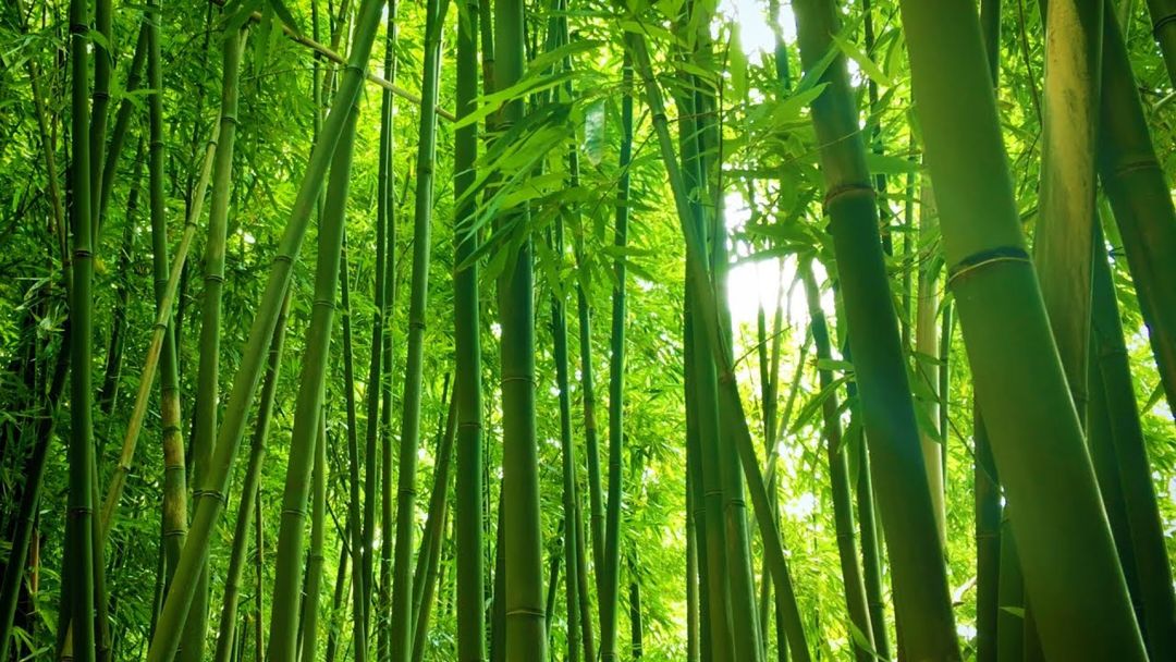 Ingin Anyaman Bambu Tampak Natural Gunakan Cat Kayu Yang Bagus Dan Tahan Lama - tanaman bambu
