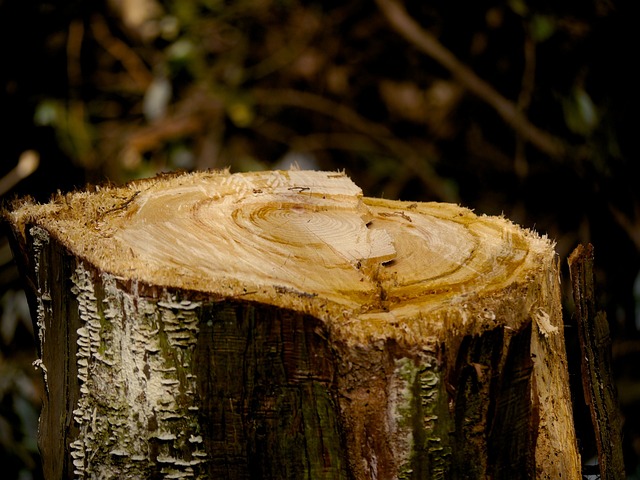 kayu bengkirai