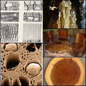 Read more about the article Biovarnish Glaze Rahasia Pembuatan Artificial Wood Grain dengan Mudah