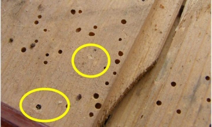 Mengenal Macam-Macam Fungsi Dempul Kayu Terbaik - kayu rusak kena rayap