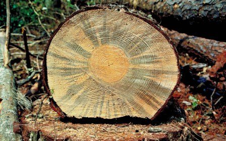 jamur blue stain pada log kayu