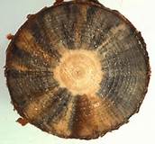 jamur blue stain pada permukaan kayu