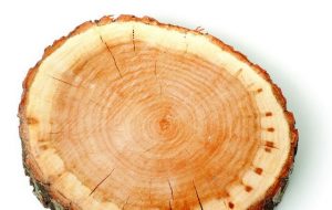 Read more about the article Cara Menggunakan Wood Filler Biovarnish Menyesuaikan Alatnya