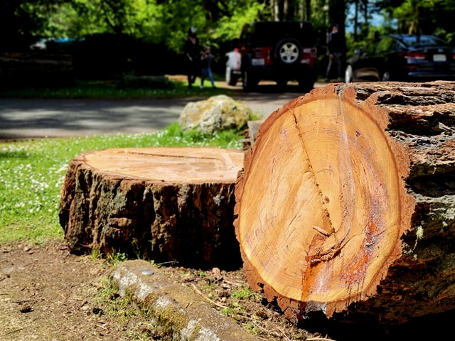 mengenal karakter pohon oak di Indonesia 