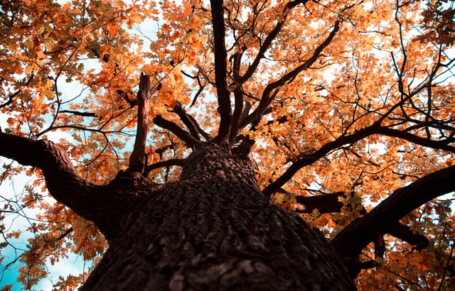 Pohon oak yang tingginya mencapai puluhan meter tumbuh di Indonesia 