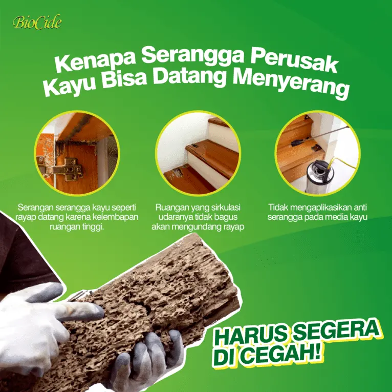 serangga perusak kayu