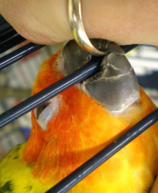 Koleksi Sangkar Burung Anda Mulai Rusak? Cermati Sangkar Untuk Refinshing Tepat 