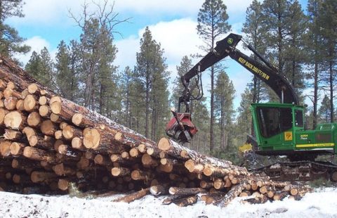 Kayu Cedar : Pengolahan hingga Cara Finishingnya yang Mudah