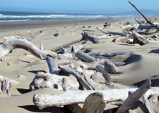 Pemanfaatan Driftwood Di Indonesia