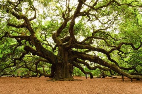 Kayu Oak : Karakter, Jenis, Fungsi dan Finishingnya 