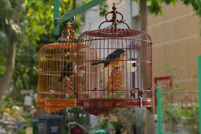 cat-untuk-sangkar -burung